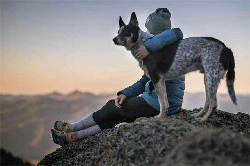 犬のズーミーズとは？原因と対処法を徹底解説