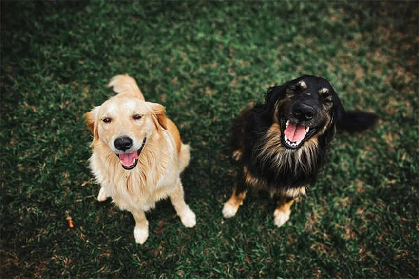 犬のズーミーズとは？原因と対処法を徹底解説