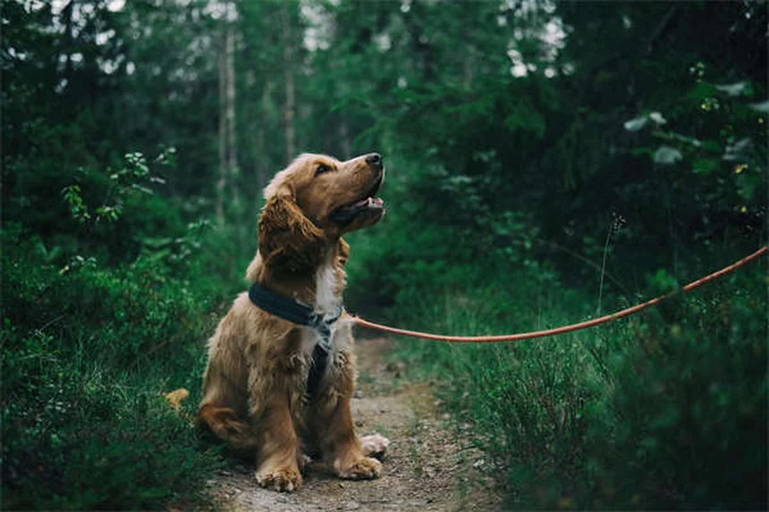 犬の心不全末期症状｜見逃せない5つのサインとQOLチェック法