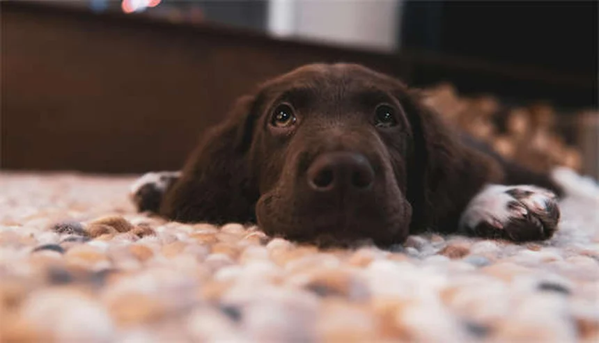 犬の心不全末期症状｜見逃せない5つのサインとQOLチェック法