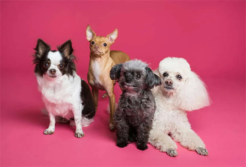 6-9ヶ月の子犬の育て方｜反抗期の対処法から健康管理まで