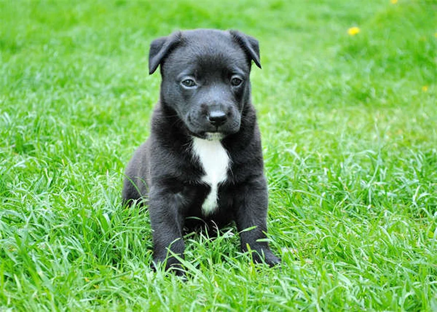 チンチラの飼い方｜ふわふわ天使と暮らす7つのコツ