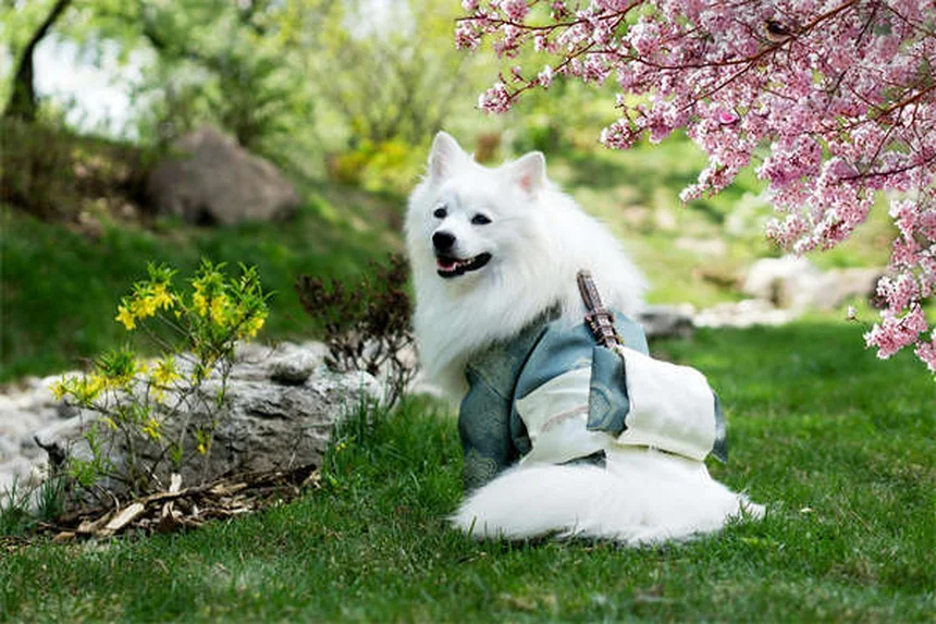 犬のバリアフラストレーション対策5選｜原因から解決法まで徹底解説