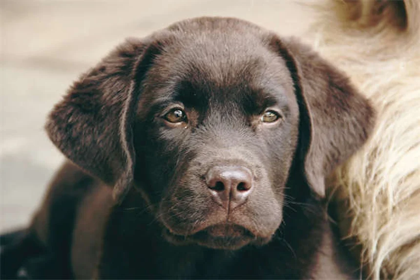 犬のバリアフラストレーション対策5選｜原因から解決法まで徹底解説