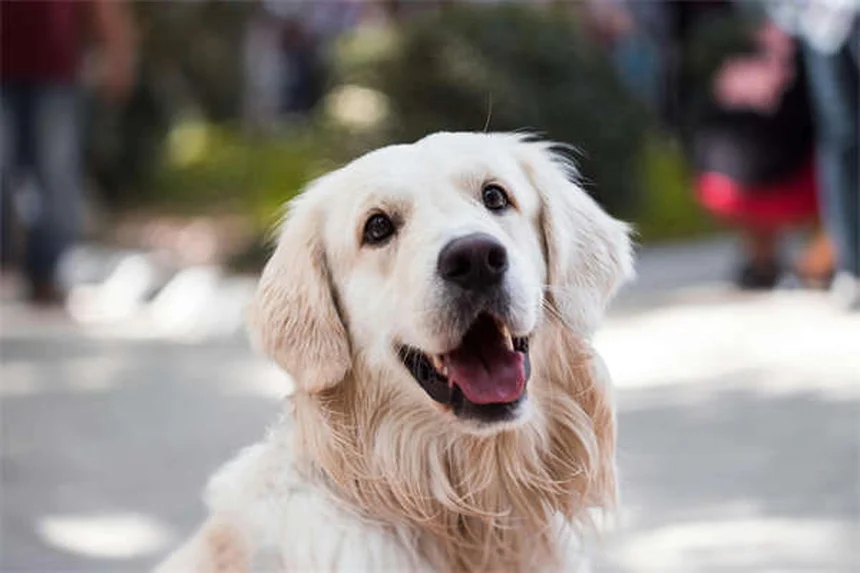 犬が舐める理由とは？部位別に解説【愛犬の気持ちがわかる】