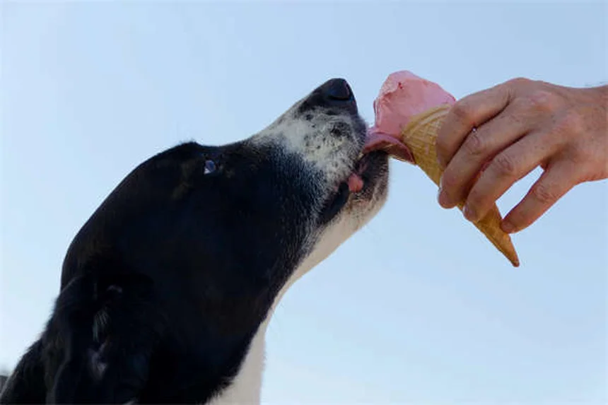 犬が舐める理由とは？部位別に解説【愛犬の気持ちがわかる】