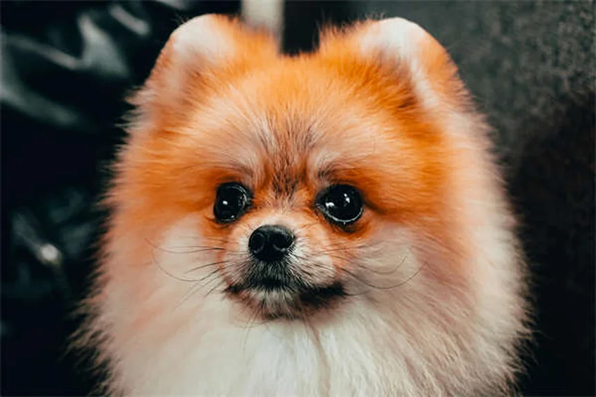 チンチラの飼い方｜ふわふわ天使と暮らす7つのコツ
