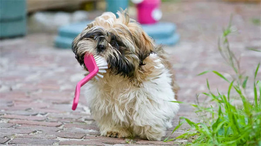 チンチラの飼い方｜ふわふわ天使と暮らす7つのコツ