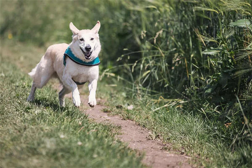 犬が掃除機を怖がる理由と3ステップで克服する方法