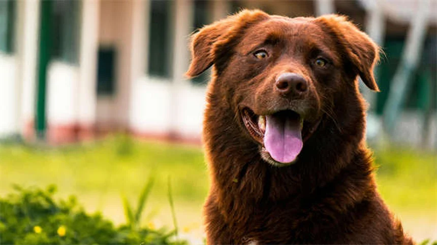 ペットのストレス解消法7選｜自然療法で愛犬・愛猫をリラックスさせるコツ
