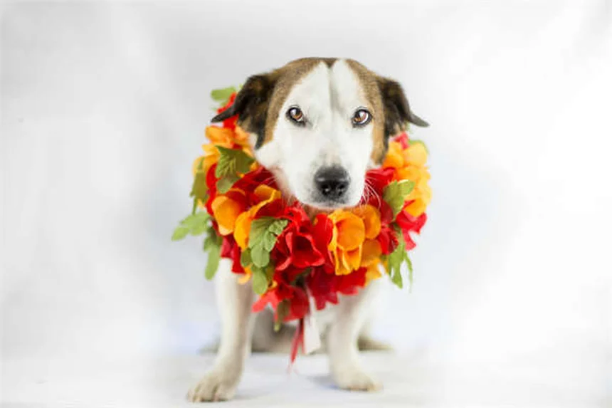 ペットのストレス解消法7選｜自然療法で愛犬・愛猫をリラックスさせるコツ