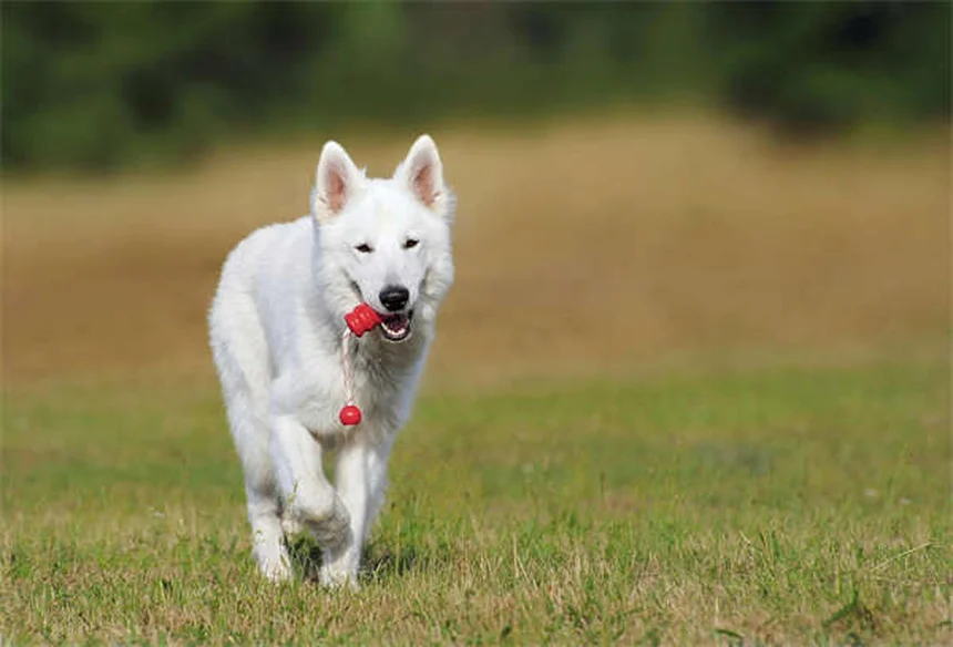 ペットのストレス解消法7選｜自然療法で愛犬・愛猫をリラックスさせるコツ