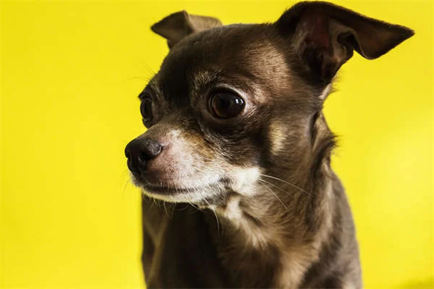 ペットのストレス解消法7選｜自然療法で愛犬・愛猫をリラックスさせるコツ