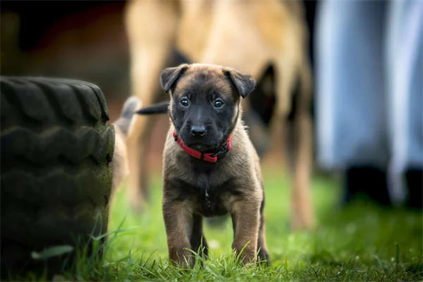 犬猫のフィラリア予防薬おすすめ3選！効果的な選び方