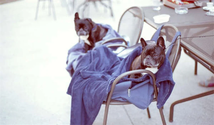 猫ドアの正しい使い方｜愛猫が喜ぶ設置方法とトレーニングコツ