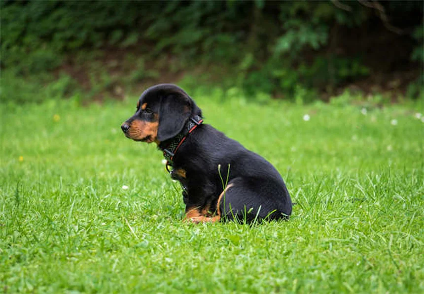 子犬のノミ対策7選｜獣医師が教える安全な駆除方法
