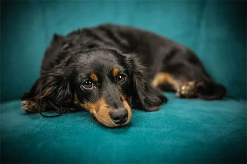 犬のフィラリア症治療｜早期発見で愛犬を救う完全ガイド