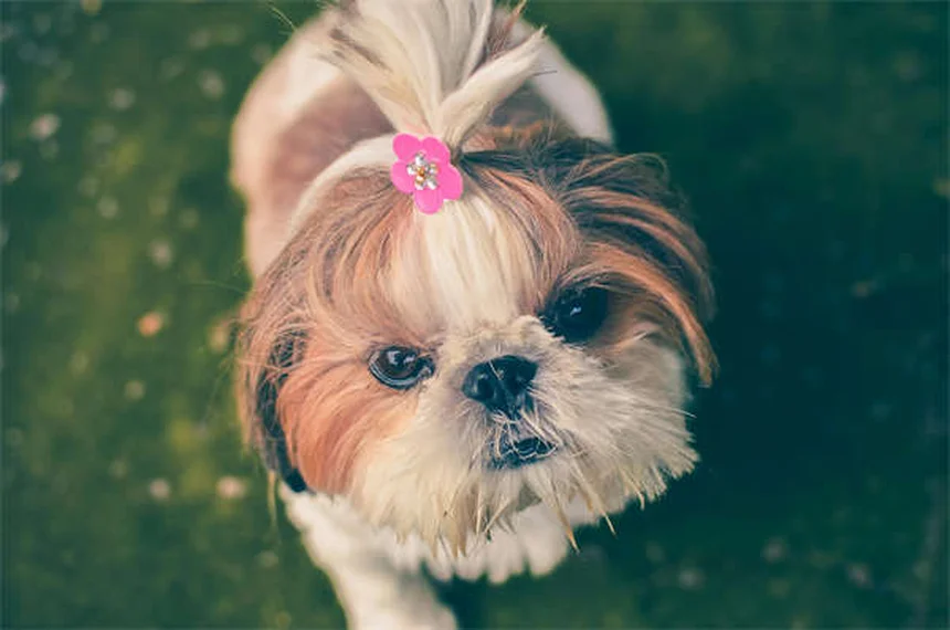 犬のフィラリア症治療｜早期発見で愛犬を救う完全ガイド